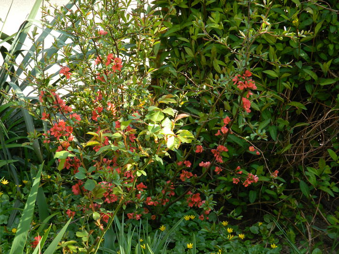 DSCN3695 - 2015_APRILIE_2