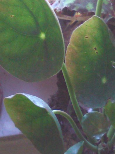 pilea peperomioides - II flori de apartament 2015