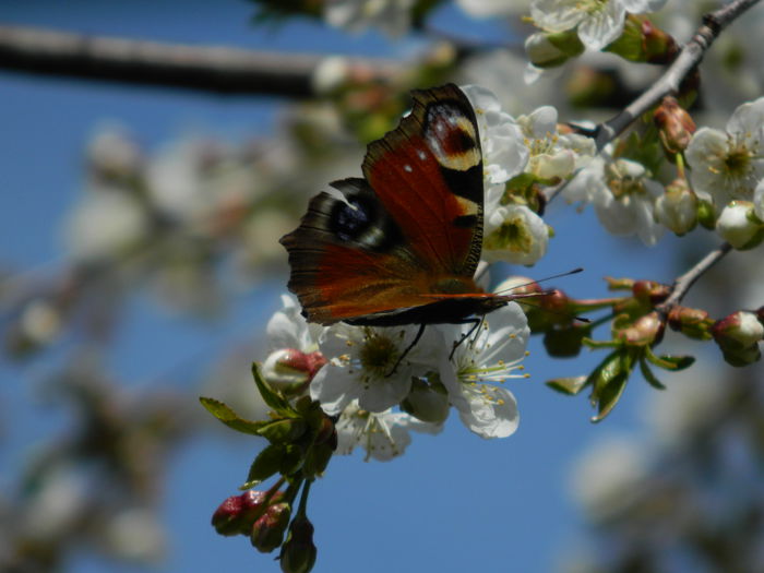 DSCN3766 - 2015_APRILIE_2