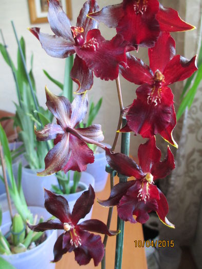 Odontoglossum Massai Red 2015.04.10 3