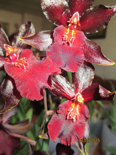 Odontoglossum Massai Red 2015.04.10 5 - odontoglossum 2015