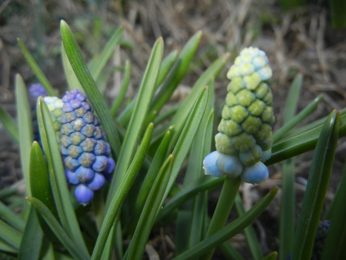 Armeniacum & Peppermint (2015, Apr.07) - MUSCARI Grape Hyacinths