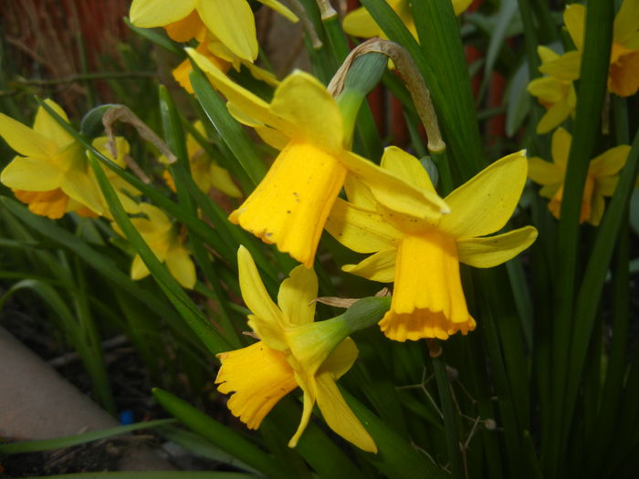 Narcissus Tete-a-Tete (2015, April 07)