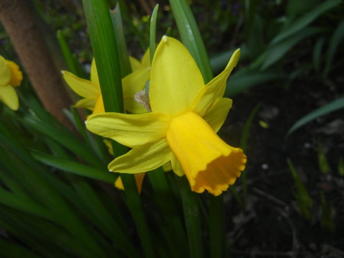 Narcissus Tete-a-Tete (2015, April 07)