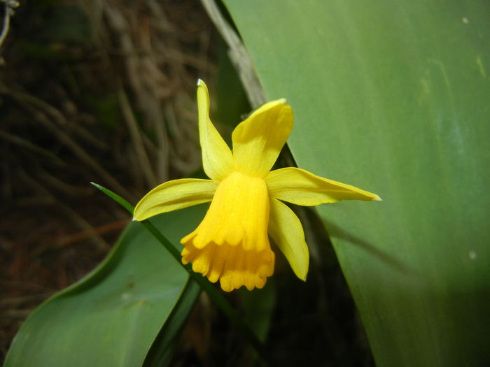 Narcissus Tete-a-Tete (2015, April 08)