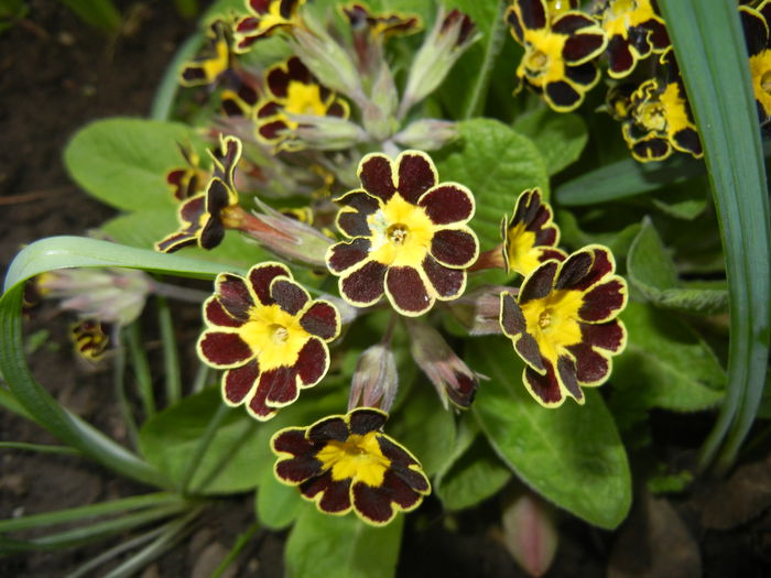 Primula elatior Gold Lace (2015, Apr.07) - PRIMULA Elatior Gold Lace