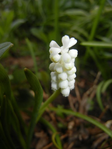 Muscari botryoides Album (2015, Apr.07)