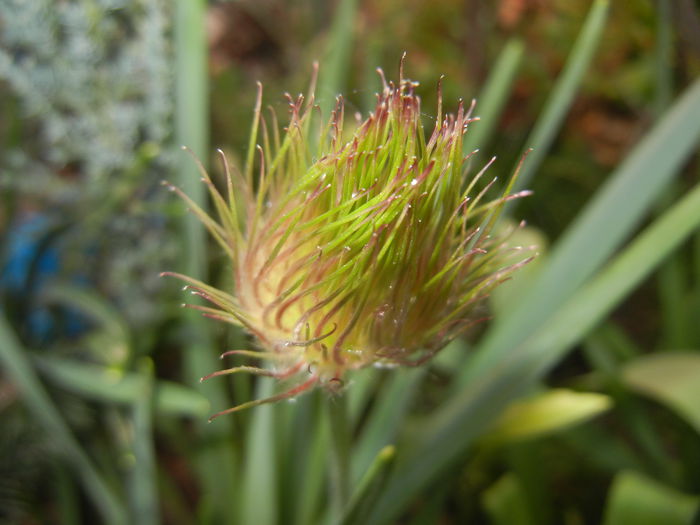 Pasque Flower_Pulsatilla (2015, Apr.07) - PASQUE FLOWER Pulsatilla