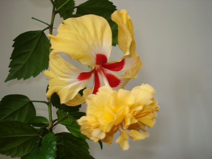  - HIBISCUS 2015