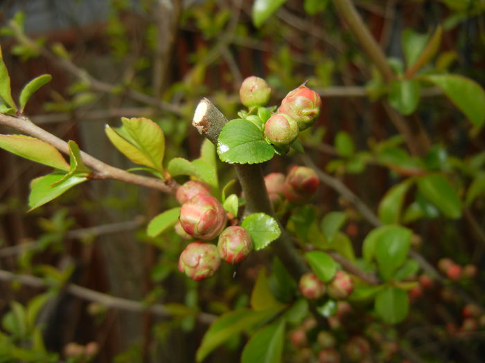 Chaenomeles japonica (2015, April 08) - Chaenomeles japonica