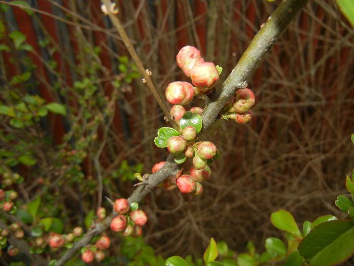 Chaenomeles japonica (2015, April 08)