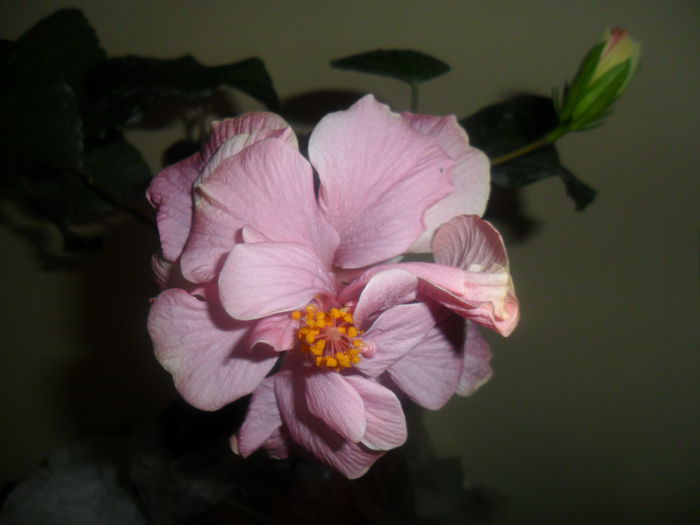 SAM_3904 - hibiscusi2015-1
