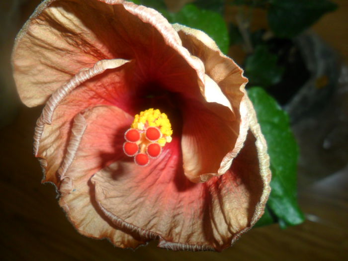 SAM_3987 - hibiscusi2015-1
