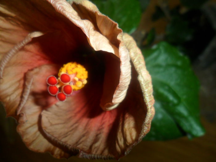 SAM_3988 - hibiscusi2015-1
