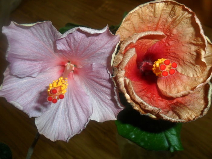 SAM_3992 - hibiscusi2015-1