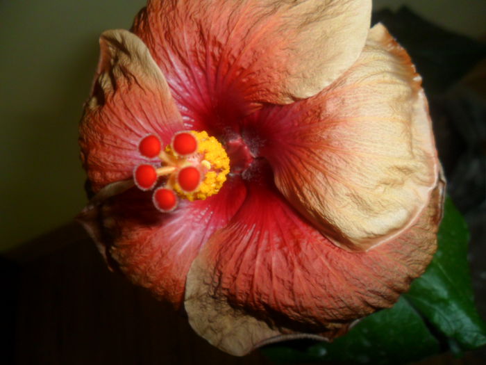 SAM_3998 - hibiscusi2015-1