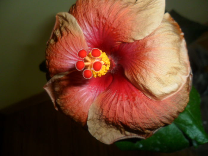SAM_3999 - hibiscusi2015-1