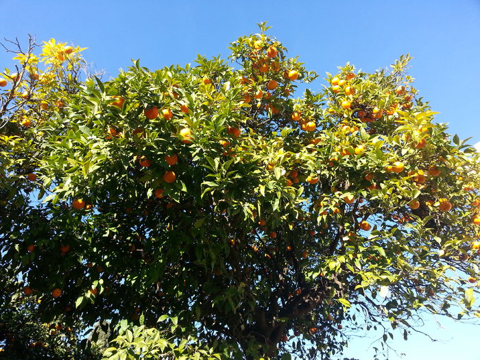 Picture 741 - roma 2015