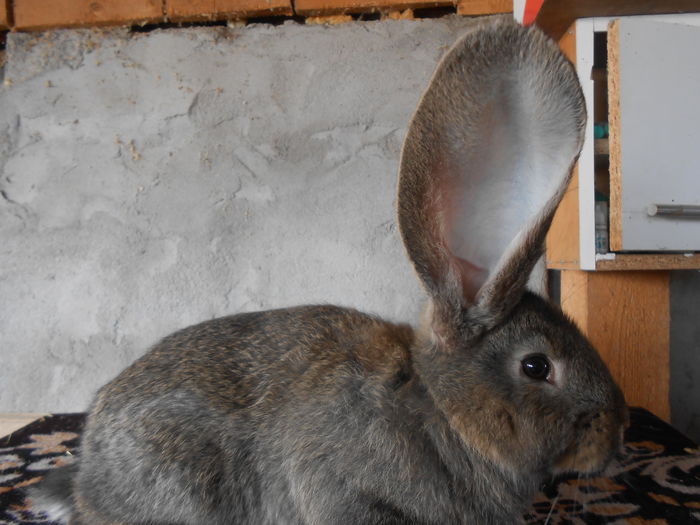 pui 2 luni 10 zile - pui de vanzare 2015