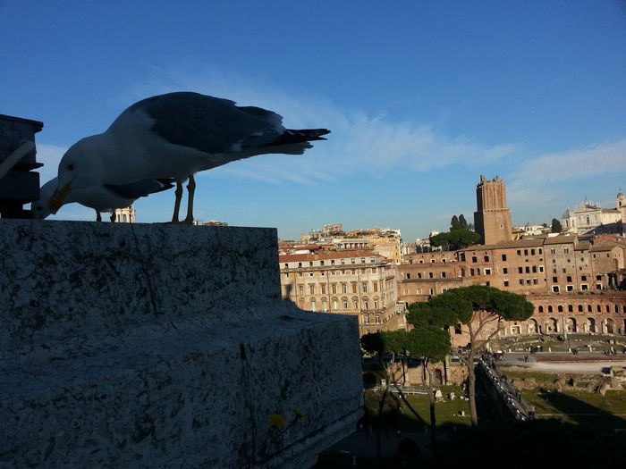 Picture 800 - roma 2015