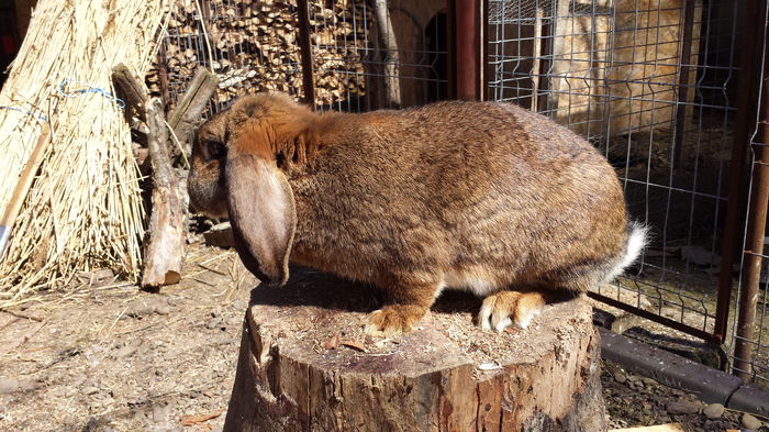 6,5 kg dupa intarcarea puilor - z 5femela berbec hasenfarbig arhiva