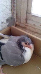 102692381_RCBMYIA3[1]