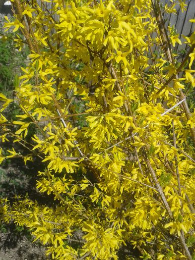 20150411_162901 - Gradina