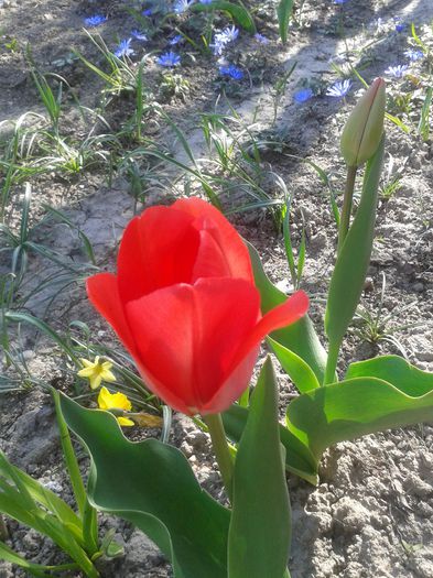 20150411_162502 - Gradina