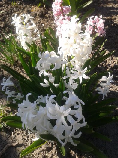 20150411_162839 - Gradina