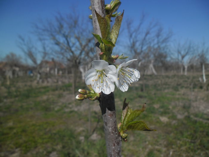 primele flori de cires; soi Stella
