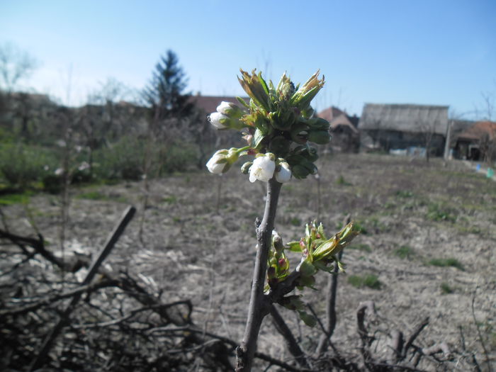 cires gemersdorf