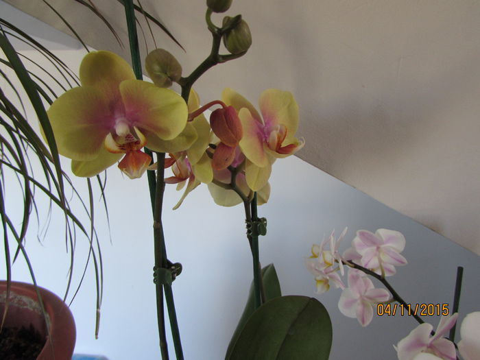 IMG_0185 - phalenopsis