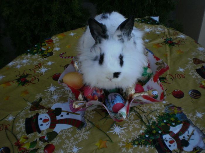 P6150839**vreau sa scot pui **