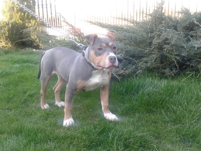 6 LUNI - PITBULL BOLIO Tricolor blue mascul