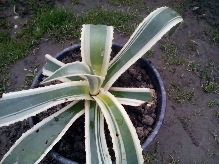 12.04 - 2015 Flori in  gradina