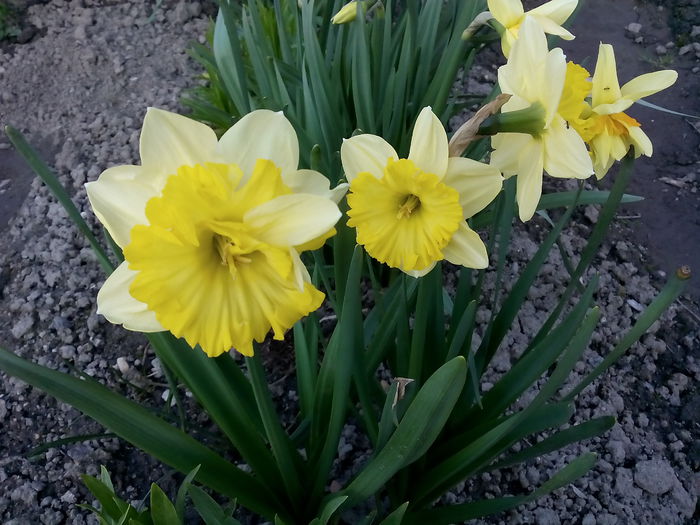  - 2015 Flori in  gradina