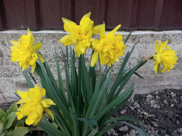  - 2015 Flori in  gradina