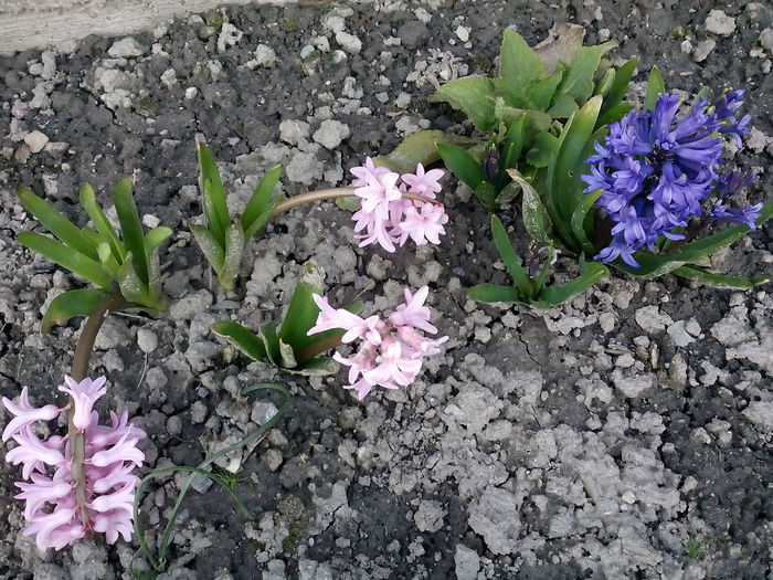  - 2015 Flori in  gradina