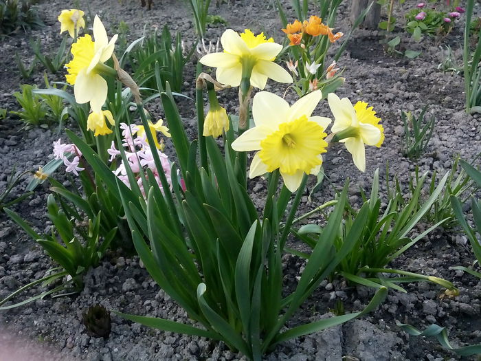  - 2015 Flori in  gradina