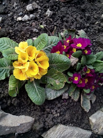  - 2015 Flori in  gradina