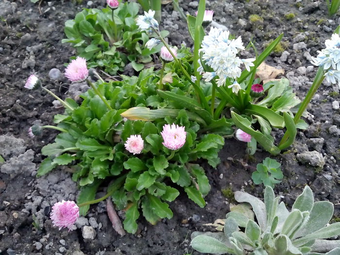  - 2015 Flori in  gradina