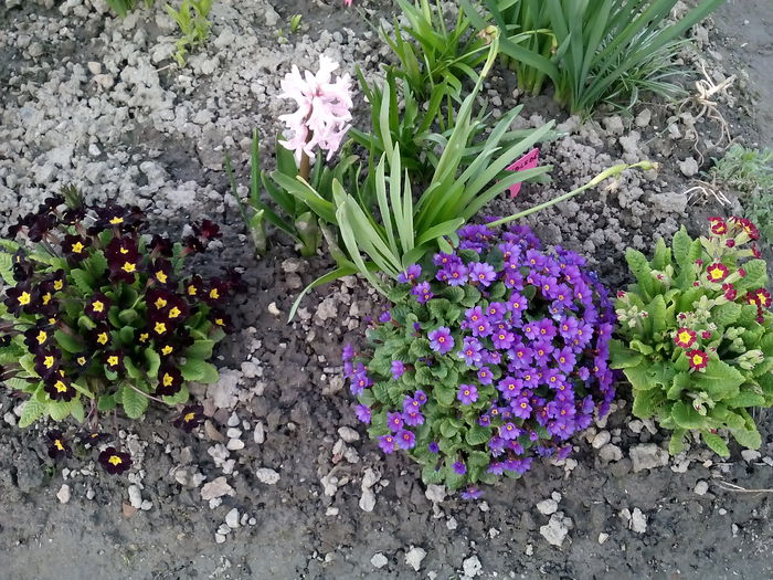  - 2015 Flori in  gradina