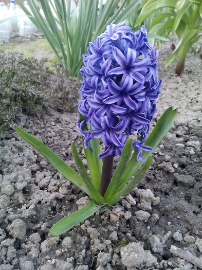  - 2015 Flori in  gradina