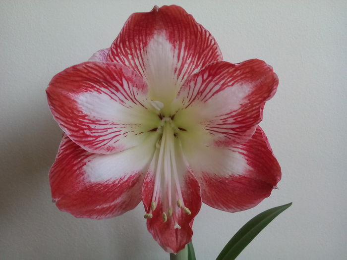  - 2015 Amaryllis