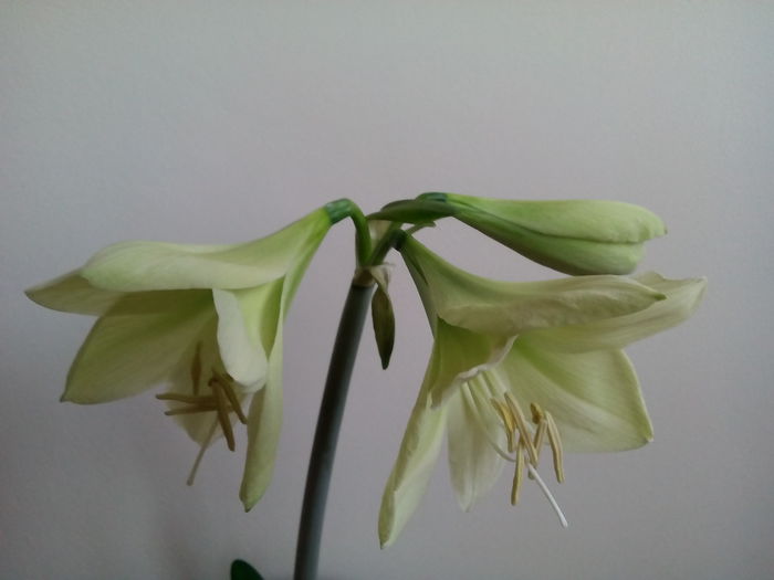 12.04 - 2015 Amaryllis