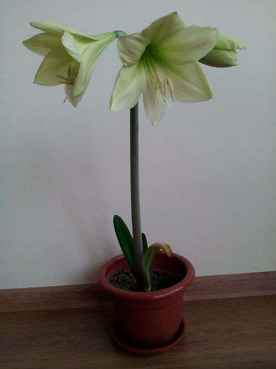  - 2015 Amaryllis