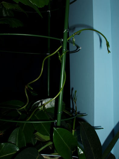 ; a inceput sa urce vertiginos in sus!
