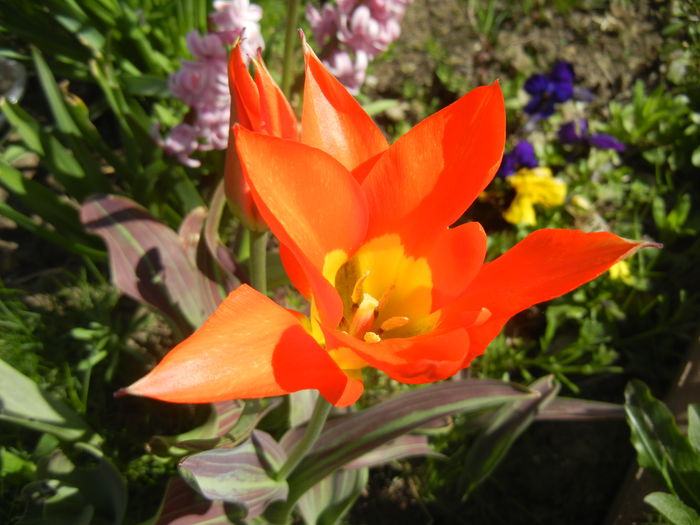 Tulipa Juan (2015, April 10)