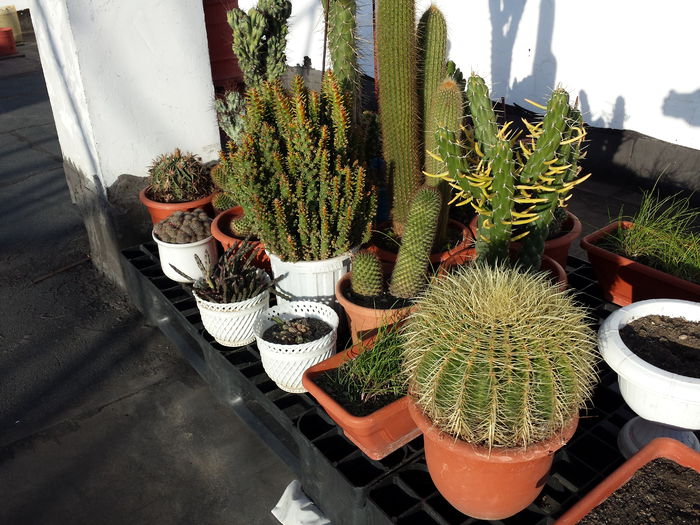 12 - Cactusi - 2015