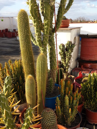 13 - Cactusi - 2015